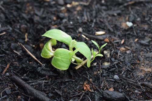 Week 4 Cucumber II 